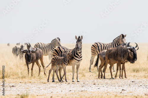 Burchell s zebras and blue wildebeest herd standing in savanna near Andoni waterhole. Etosha national park  Namibia  Africa.