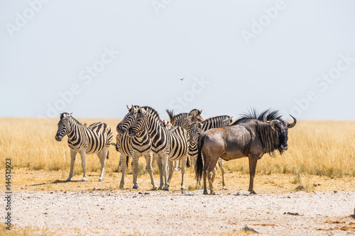 Group of a Burchell s zebras and blue wildebeest standing in drought african savanna near Andoni waterhole. Etosha national park  Namibia.