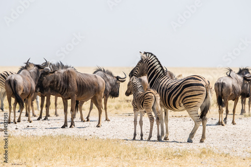 Fototapeta Naklejka Na Ścianę i Meble -  Burchell`s zebra with calf and blue wildebeest herd standing in savanna near Andoni waterhole. Etosha national park, Namibia, Africa.