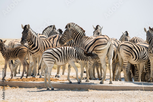 A herd of Burchell s zebra at waterhole in Etosha