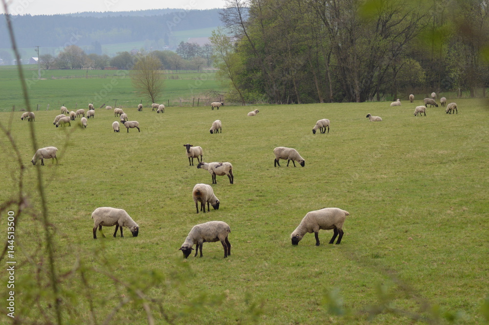 Auf der Schaf - Weide