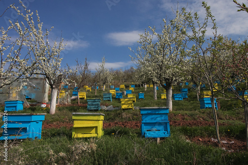 Garden with colorful beehives in spring orchard