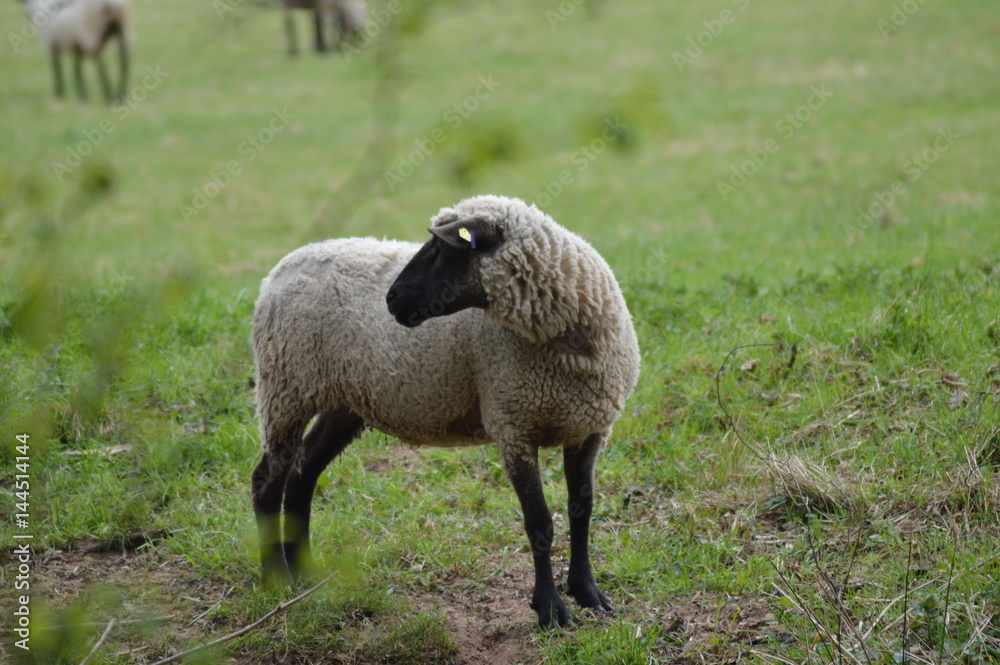 Auf der Schaf - Weide Auf der Schaf - Weide