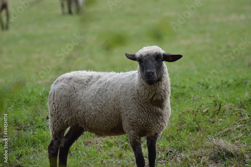 Auf der Schaf - Weide