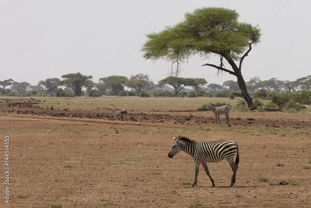 zebra