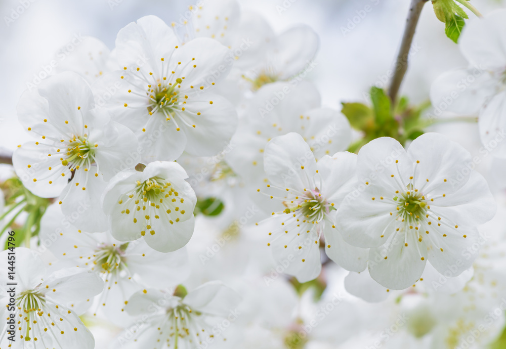 Cherry tree blossom big close up. White cherry flower macro. 