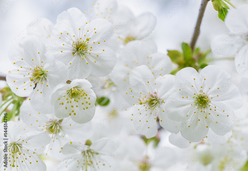Cherry tree blossom big close up. White cherry flower macro. Cherry tree blossom big close up. White cherry flower macro.