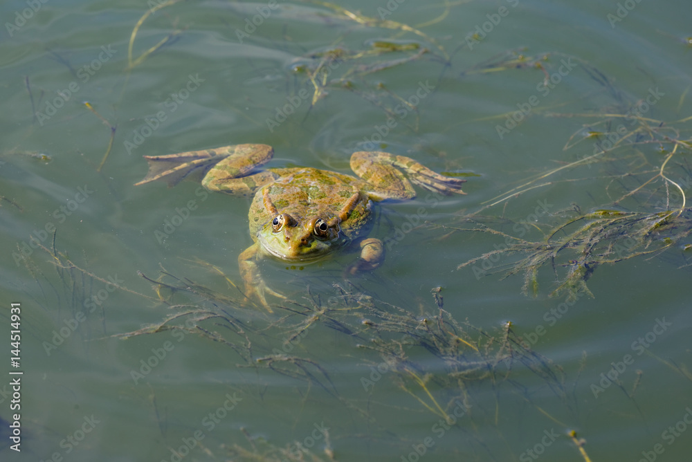 Fototapeta premium A large green frog swims in the water