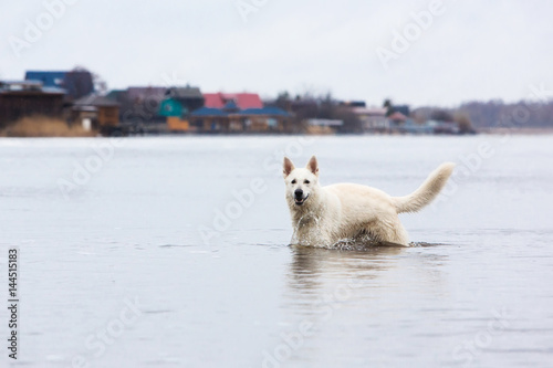 White Swiss shepherd dog swimming