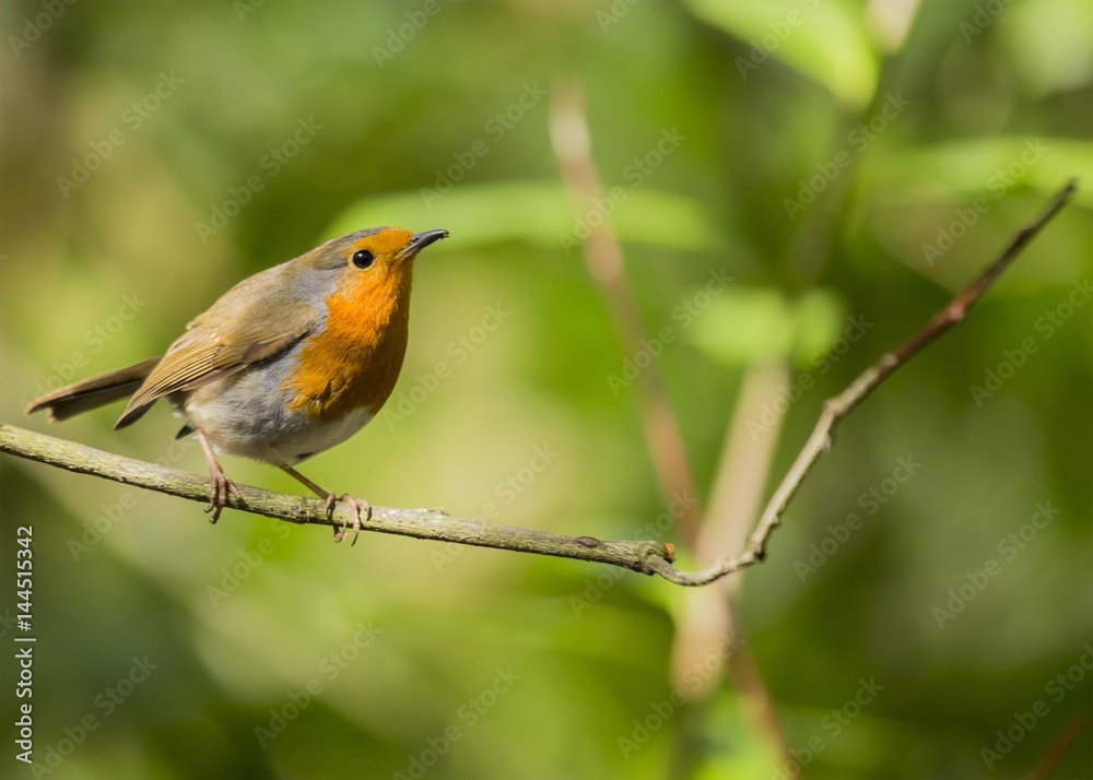 European robin (Erithacus rubecula)