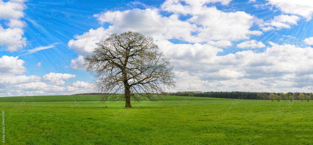 Fototapeta premium Baum steht auf einer Wiese im Frühling, Panorama