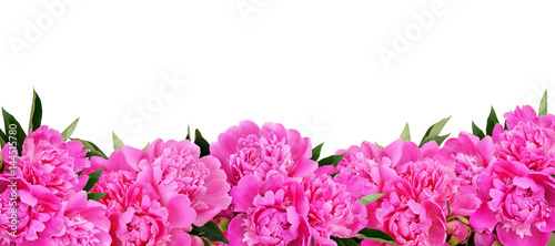 Pink peony flowers border