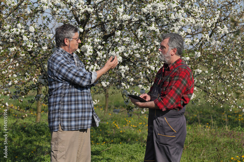 Farmer and agronomist in blossoming cherry orchard © sima