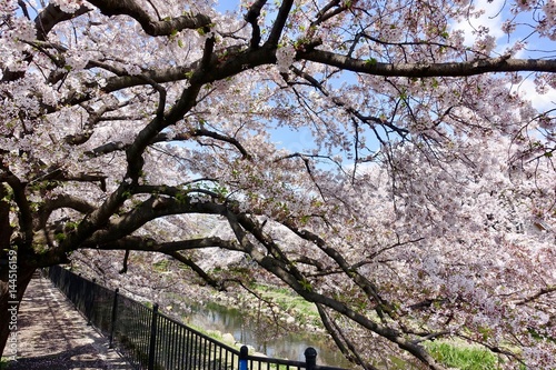 野川の桜 photo