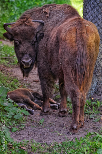 Bison and calf at Bialowieza National Park in Poland