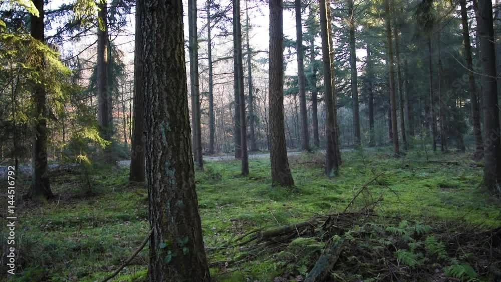 Straße durch den Wald