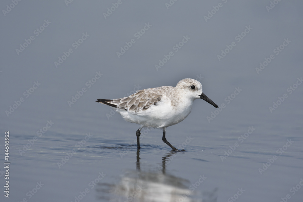 ミユビシギ(Sanderling)