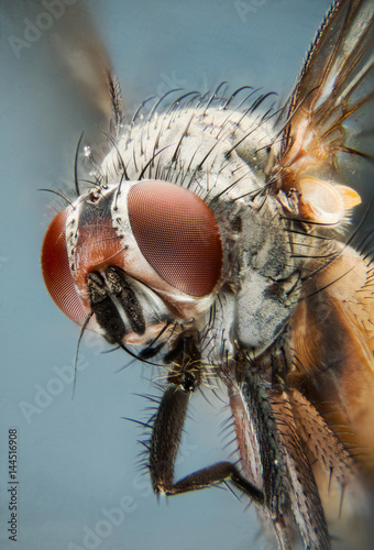 Macro Focus Stacking - Fly, Flies © Maciej Olszewski