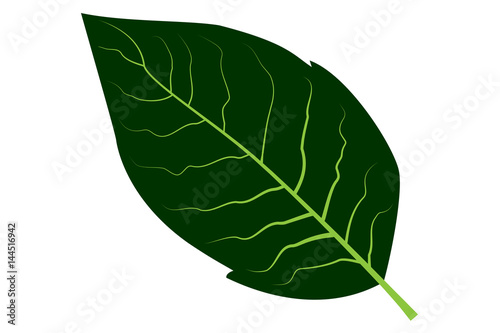 tobacco leaf vector illustration