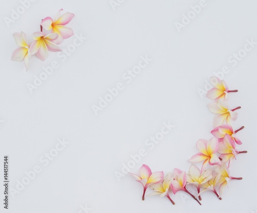 Group of Pink Frangipani isolated on White
