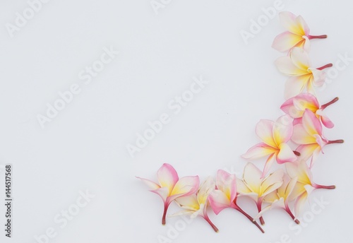 Group of Pink Frangipani isolated on White
