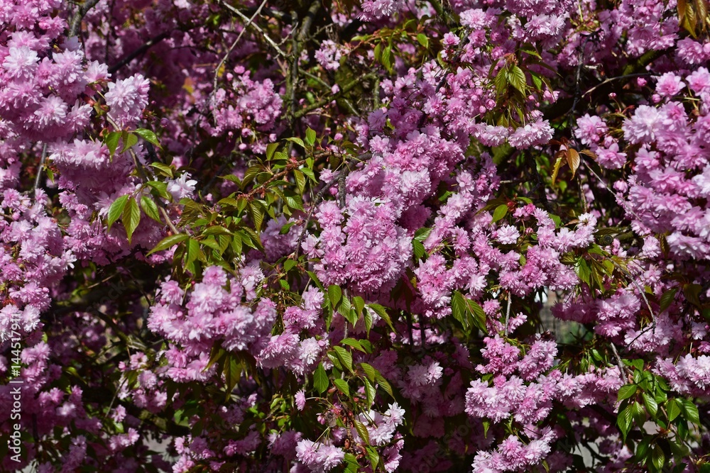 pinke Blüten am Strauch im Sonnenschein pinke Blüten am Strauch im Sonnenschein
