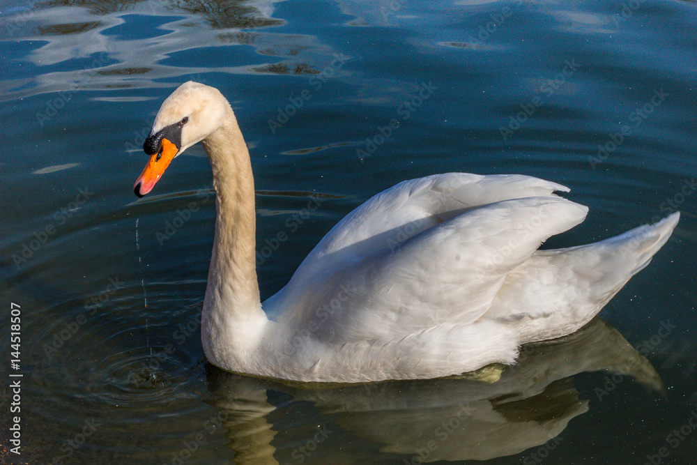 Lovely Swan swimming in a pond Lovely Swan swimming in a pond