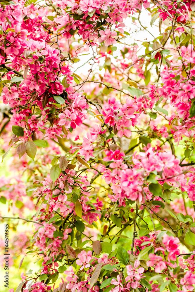 Wild Apple Blossom with pink color in front of a bright background
