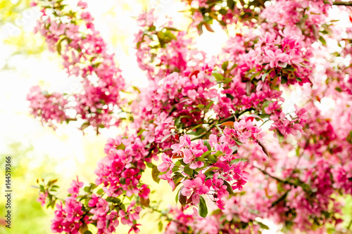 Wild Apple Blossom with pink color in front of a bright background 