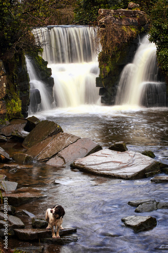 Penllergare Waterfall near Swansea in Wales, UK photo