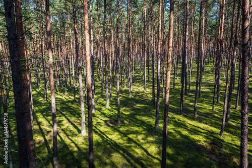 Trees in Tuchola Pinewoods in Kujawy-Pomerania Province of Poland