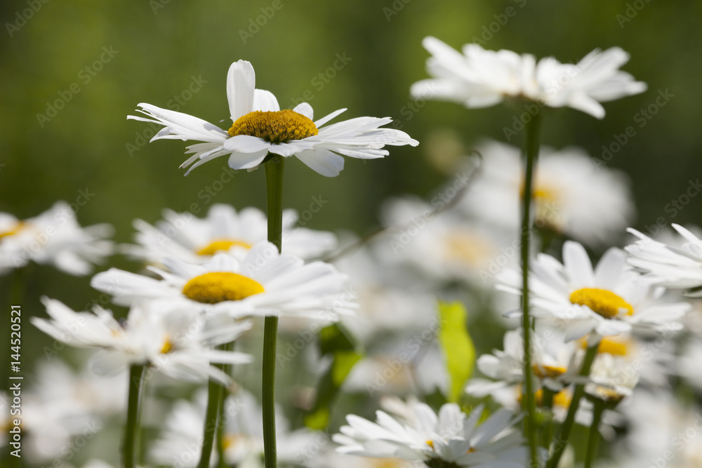 Fototapeta premium Pyrenäen-Margerite, (Leucanthum maximum, Asteraceae), 