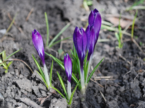 Crocuses on the Alpine hill. First spring flowers