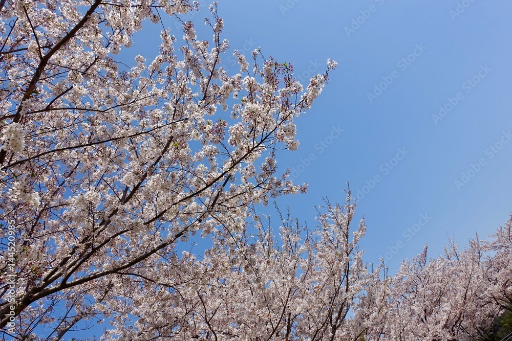 多摩の桜