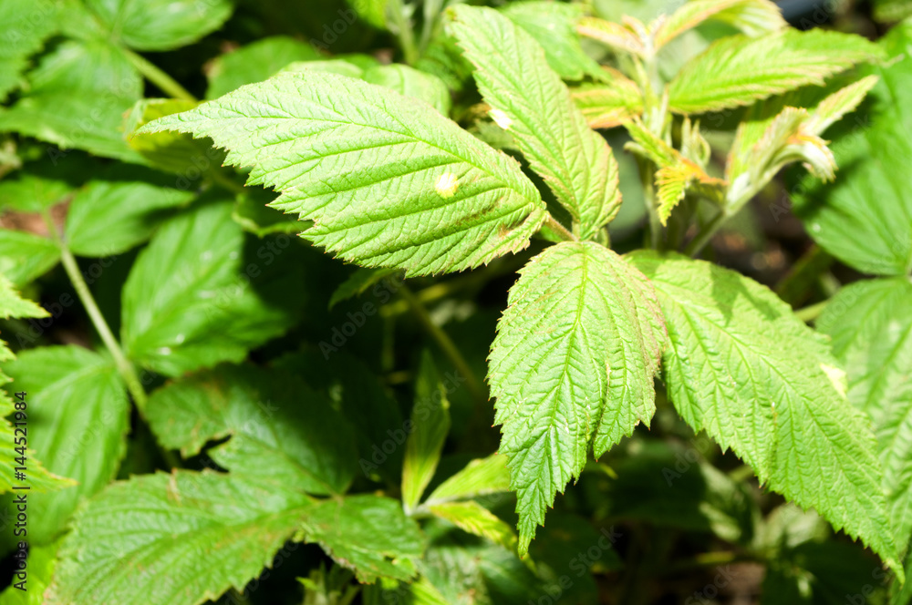 The two-year raspberry orchard species Polke began to grow in the spring The two-year raspberry orchard species Polke began to grow in the spring