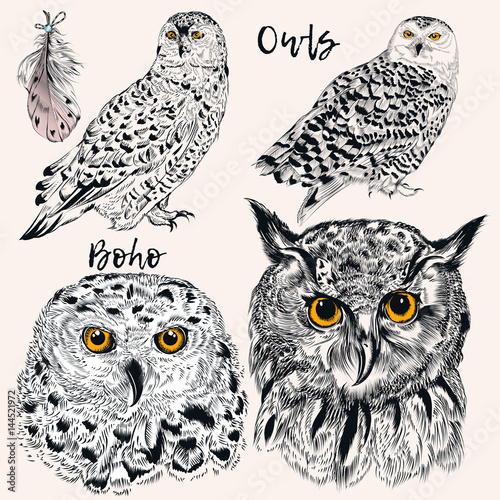 Collection of vector hand drawn owls in detiled style. Hipster fashion design