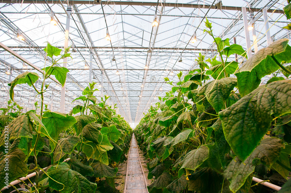 Cucumbers ripening in greenhouse Cucumbers ripening in greenhouse