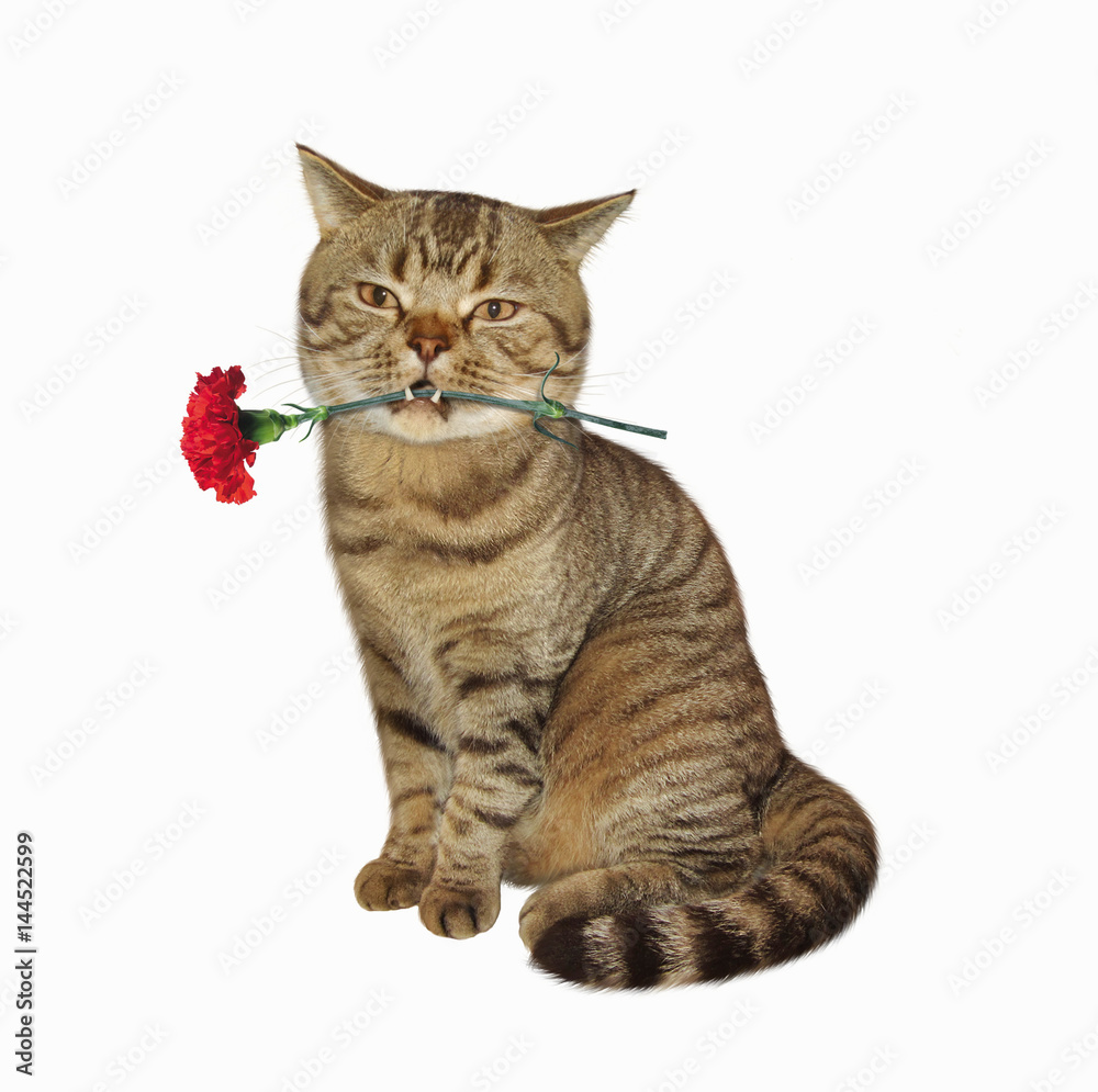 The cute cat holds a flower in his teeth. White background.