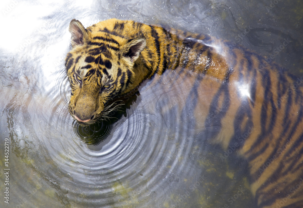 Fototapeta premium Royal Bengal Tiger, Panthera Tigris, bathing in water