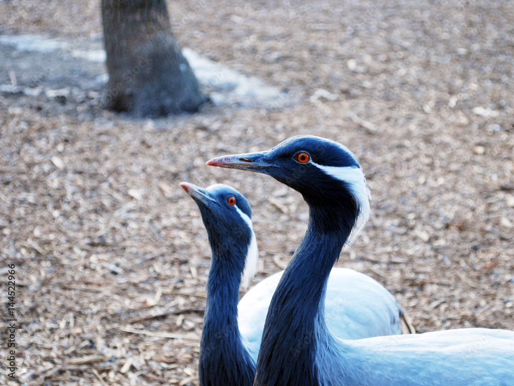 Gray crane. Portrait at close range Gray crane. Portrait at close range