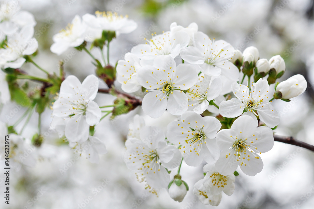 First spring cherry blossom flowers in the garden