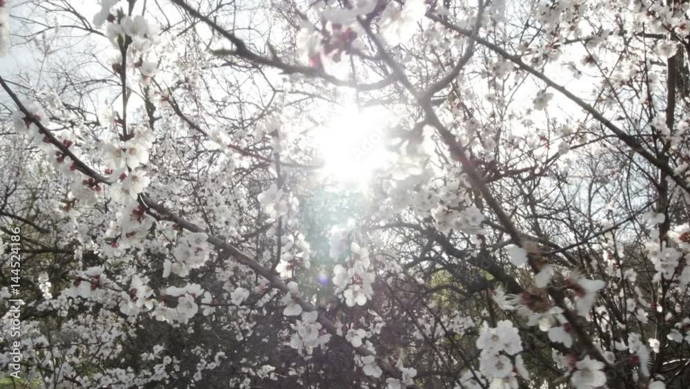 Blooming tree on sunset. White flowers on a tree in the spring park. Spring garden Blooming tree on sunset. White flowers on a tree in the spring park. Spring garden