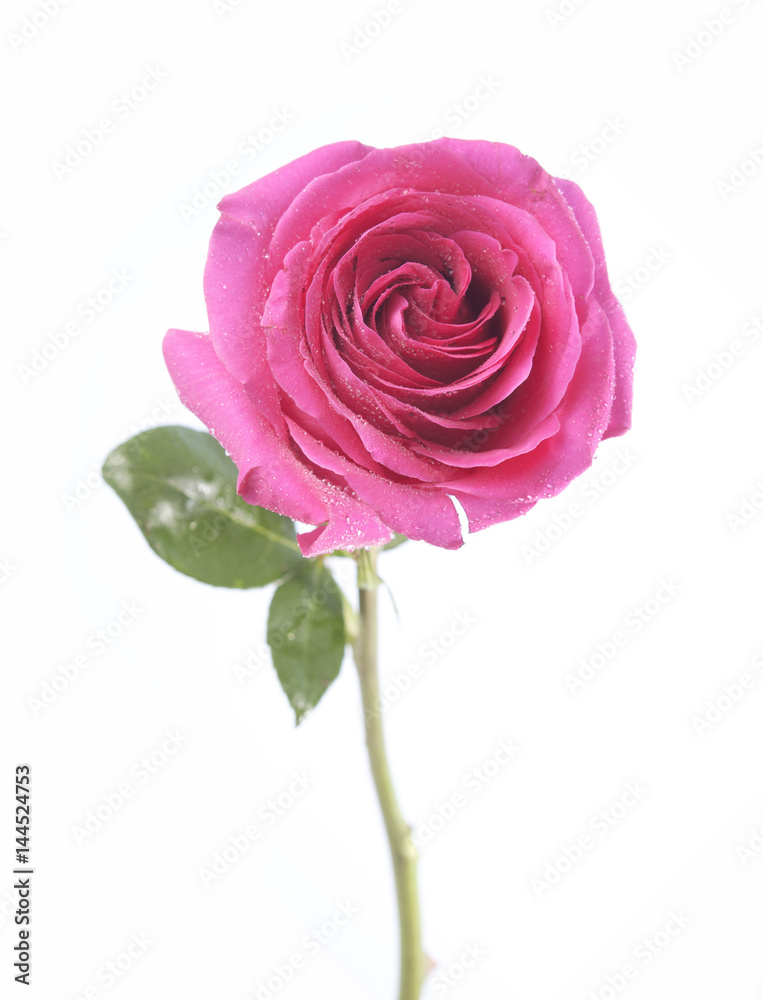 pink rose flower on white background