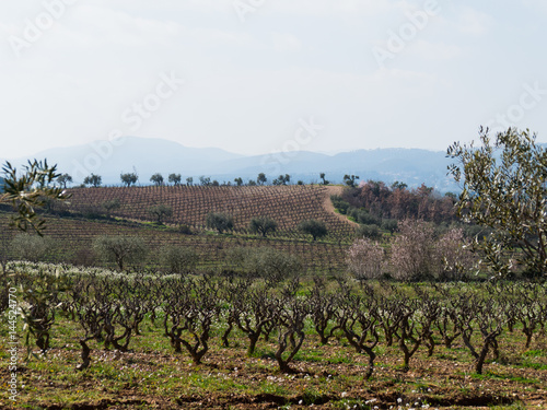 Tableau sur toile Viñedos