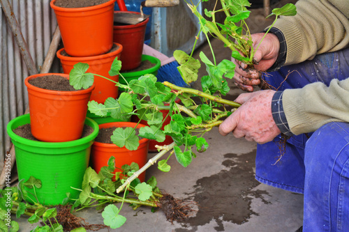 Gardener propagates geraniums from cuttings in spring