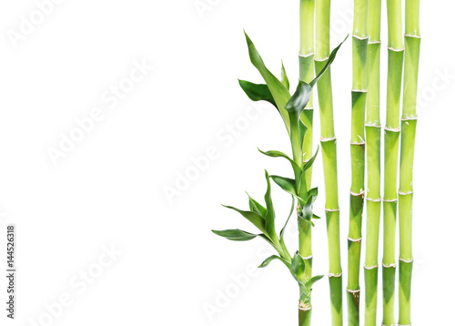Fototapeta Naklejka Na Ścianę i Meble -  Lucky Bamboo on white background