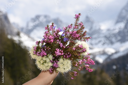 Blumen, Blumenstrauß, Frühlingsblumen, Frühlingsstrauß, Alpenblumen, Leberblümchen, Erika, Heidekräuter photo