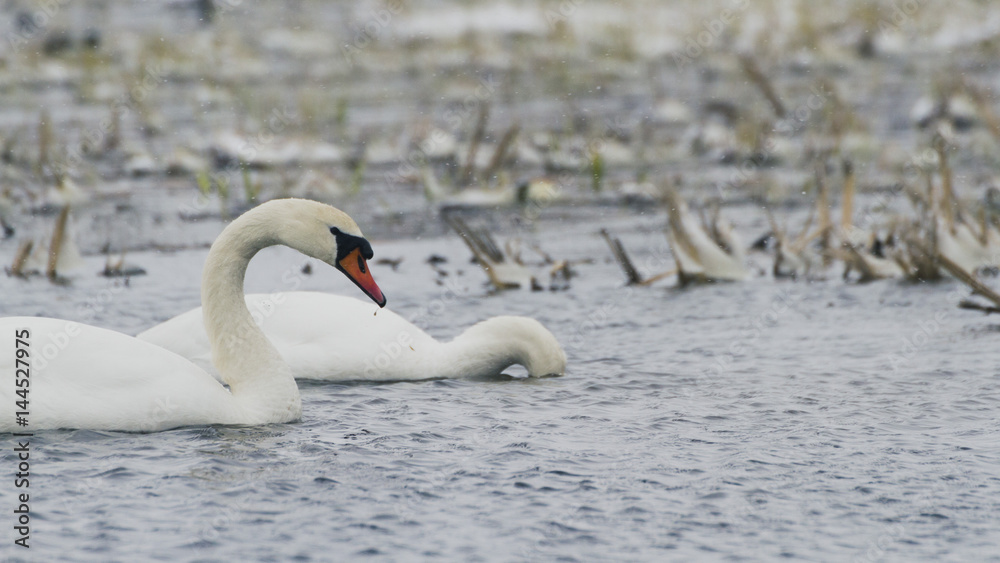 Fototapeta premium Swans