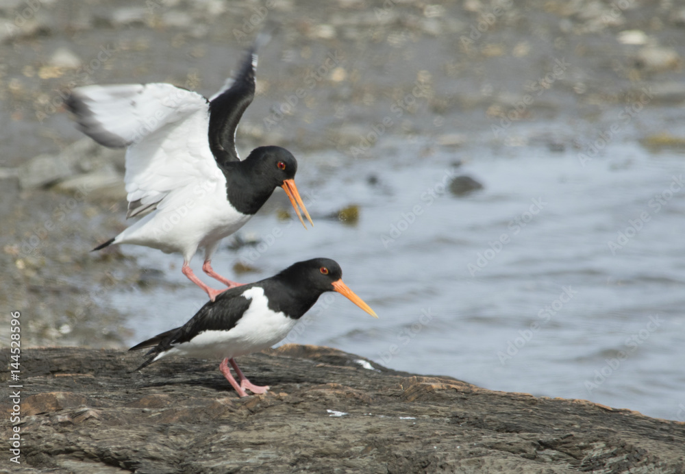 Fototapeta premium Oystercatcher