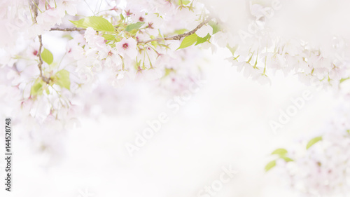 cherry blossoms  © Hikari Homma